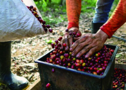 新入荷！【プラナダス トリマ デカフェ/コロンビア】伝統的農法によるオーガニックデカフェコーヒー