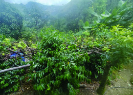 新入荷!【マスカット ブルーム ナチュラル/ミャンマー】ミャンマー秘境の地チン州で栽培されたナチュラル製法のコーヒー