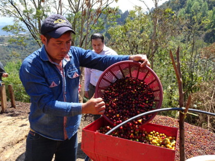 新入荷!【シエラアズール デカフェ/メキシコ】青い山脈で栽培され、マウンテンウォータープロセス処理の有機認証デカフェコーヒー