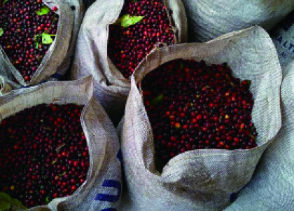 季節限定販売です！🌸【桜ブレンド】🌸