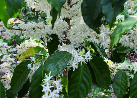 新入荷！【アンティグアフエゴ/グァテマラ】古都アンティグアで1842年から続く農園で栽培されたコーヒー