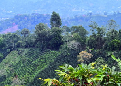 再入荷！古き良きコロンビアの味【ブルセラス クリムゾン/コロンビア】