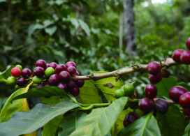 新入荷！【アンティグアフエゴ/グァテマラ】古都アンティグアで1842年から続く農園で栽培されたコーヒー