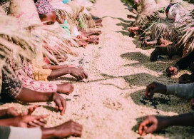 新入荷!【イルガチェフェ ヒルト&マダー/エチオピア】コーヒー生産20年以上の経験をもつ二人の姉妹が手掛けたコーヒー