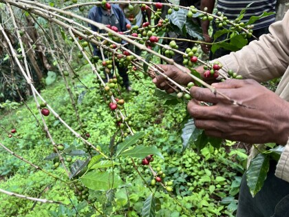 新入荷!【ジェントリースイート/パプアニューギニア】小規模農家の環境、品質の両方を高めた有機農法のコーヒー