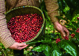 新入荷!【マスカット ブルーム ナチュラル/ミャンマー】ミャンマー秘境の地チン州で栽培されたナチュラル製法のコーヒー