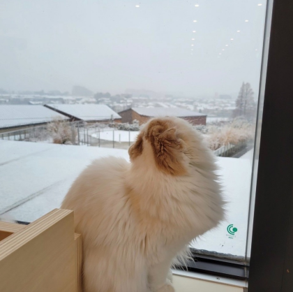 【3F 猫カフェ】雪⛄とネコ🐱
