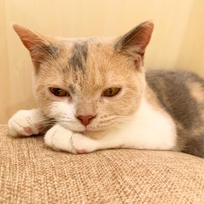 猫カフェ Moff Animal Cafe 1周年記念プレゼント Moffアニマルカフェ ショップトピックス グランベリーパーク 猫カフェ Moff Animal Cafe 1周年記念プレゼント Moffアニマルカフェ ショップトピックス グランベリーパーク