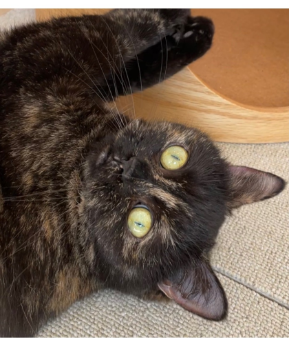 3f 猫カフェ ゴロゴロタイム Moffアニマルカフェ ショップトピックス グランベリーパーク