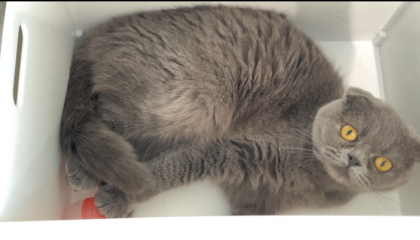 3f 猫カフェ コウメの1人遊び Moffアニマルカフェ ショップトピックス グランベリーパーク