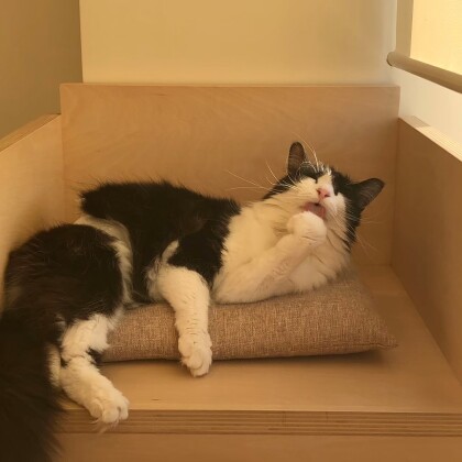 【3F 猫カフェ】猫スタッフのご紹介vol.13 ノリスケ
