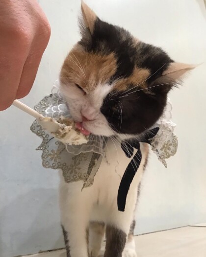 誕生日会の様子😸