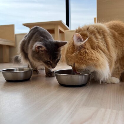 3f 猫カフェ ご飯タイムの事件 Moffアニマルカフェ ショップトピックス グランベリーパーク