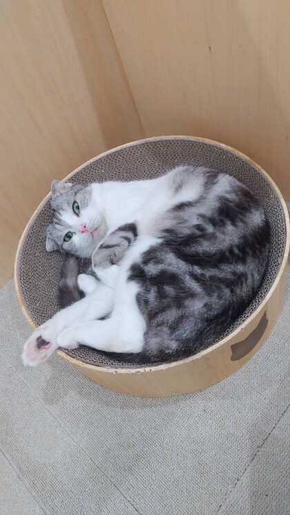 【3F ネコカフェ】丸まるマル🐈‍⬛