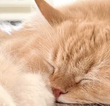 3f 猫カフェ お昼寝タイム Moffアニマルカフェ ショップトピックス グランベリーパーク