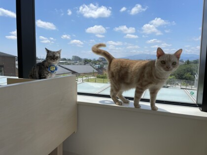 3f 猫カフェ 営業時間変更のお知らせ Moffアニマルカフェ ショップトピックス グランベリーパーク