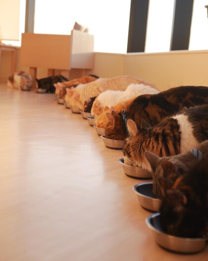 3f 猫カフェ な なんだこれは Moffアニマルカフェ ショップトピックス グランベリーパーク