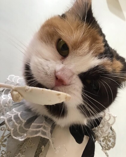 誕生日会の様子😸