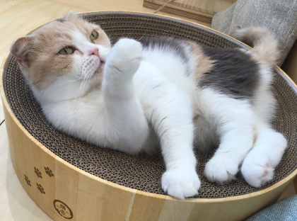 あんずちゃん撮影会📸