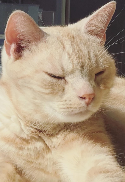 いい天気だにゃ🐈🐈‍⬛