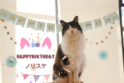 3f 猫カフェ ノリスケくんお誕生日おめでとう Moffアニマルカフェ ショップトピックス グランベリーパーク