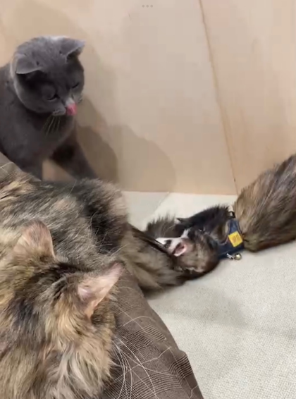 3f 猫カフェ 可愛いフェレットのお散歩タイム Moffアニマルカフェ ショップトピックス グランベリーパーク