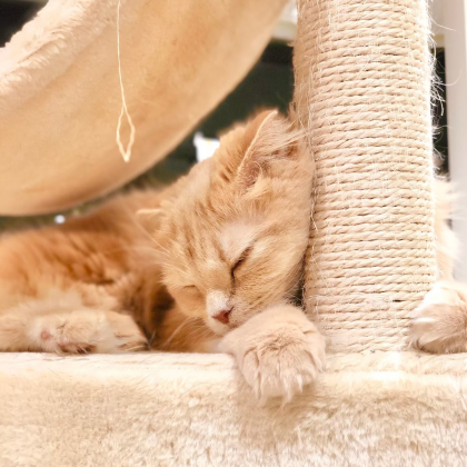 【3F 猫カフェ】猫スタッフのご紹介vol.15 ムーン