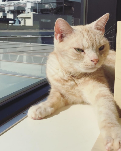 いい天気だにゃ🐈🐈‍⬛
