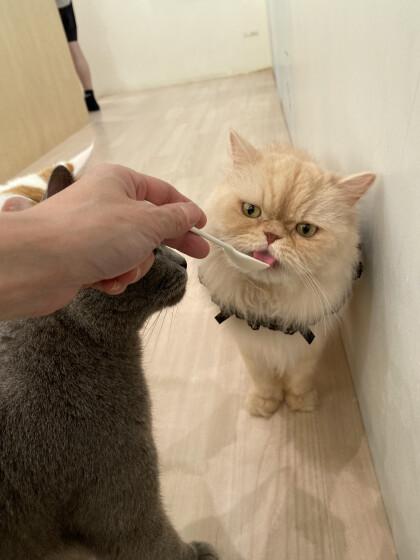 お誕生日会開催の様子です🐾