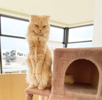 【3F 猫カフェ】猫スタッフのご紹介vol.15 ムーン