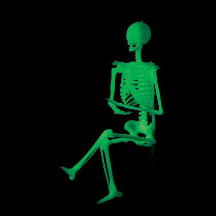 【🌻夏休みの自由研究におすすめ🌻】学研『人体骨格ミュージアム』💀
