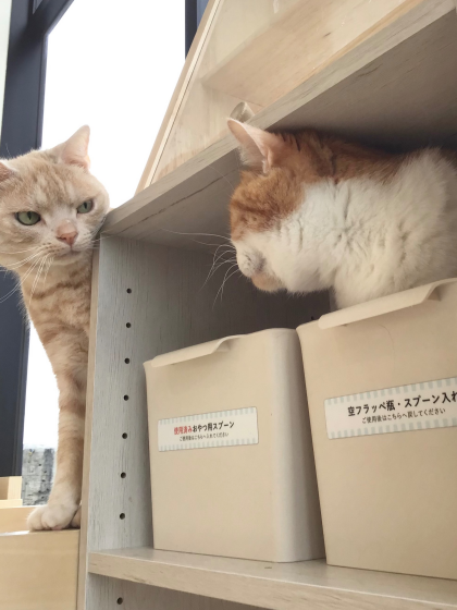 ももすけくん🍑ときょもくん🐈