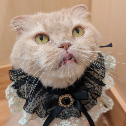 第2回目ネコちゃんのお誕生日会の様子をお届け📷