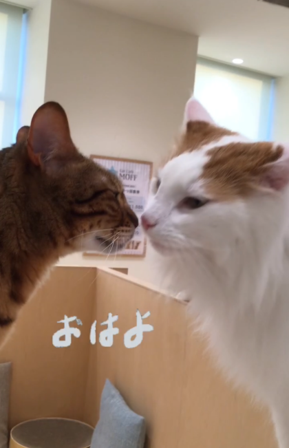 おやつパトロール🍪