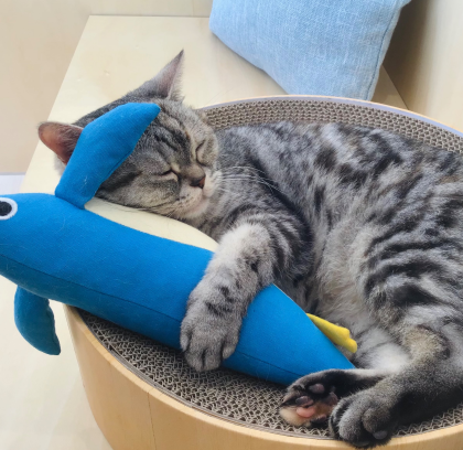 ぬいぐるみと仲良し🐱