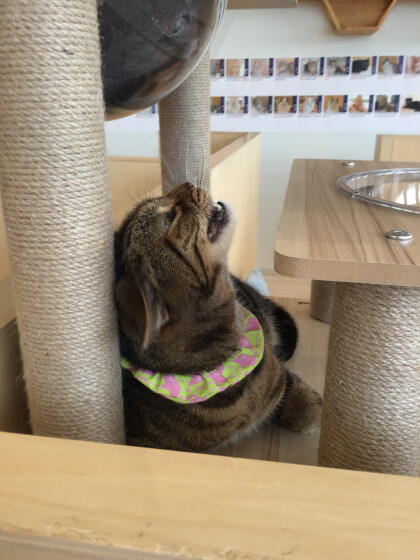 おっきなあくび