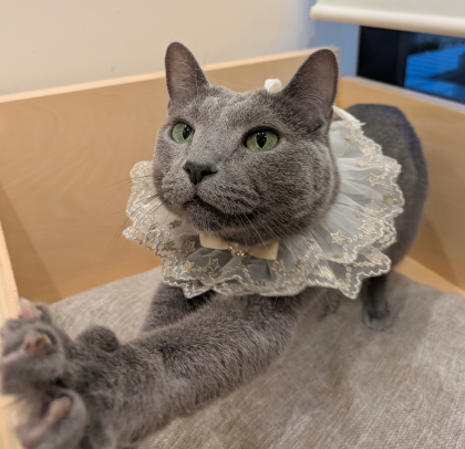 お誕生日おめでとう😸🎉