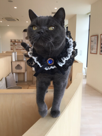 レイちゃんのお誕生日🎂🎉