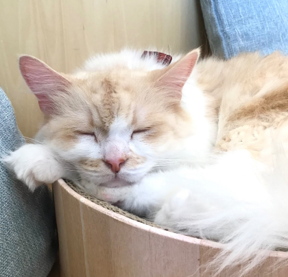 ティラくんの睡眠タイム💤