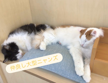 大型ニャンズ🐈🐾