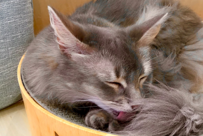 そらりちゃん🐈