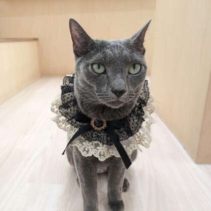 本日は…田吾作くんのお誕生日です🎵