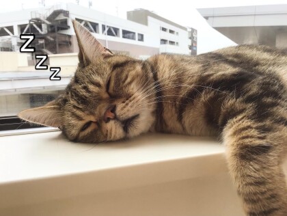 1番気持ち良いお昼寝💤