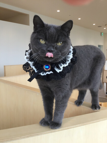 レイちゃんのお誕生日🎂🎉