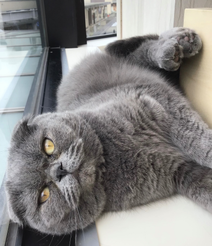 狭いところが好き🐱