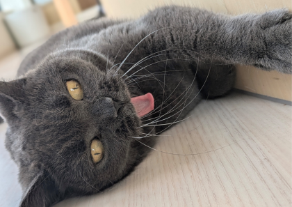 のびっとまったりにゃ🐈‍⬛