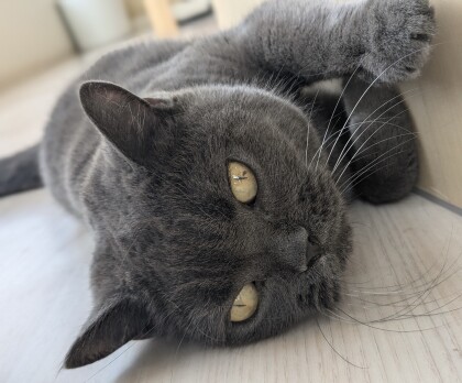 のびっとまったりにゃ🐈‍⬛