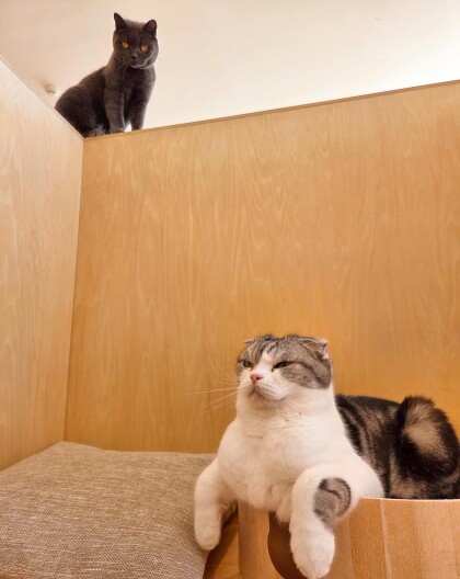 休館日のネコちゃん達🐱
