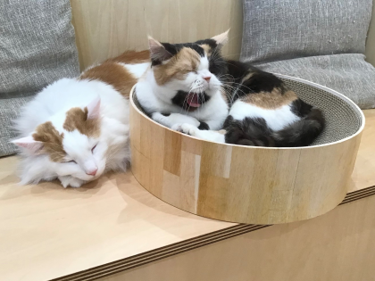 ぬくぬく
