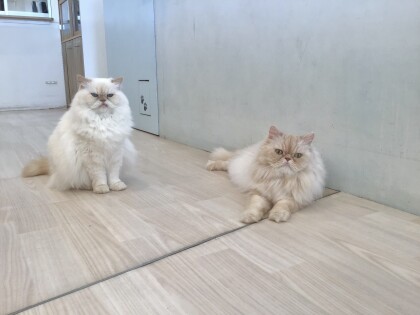 そっくり!食べ物コンビ🍬🍣